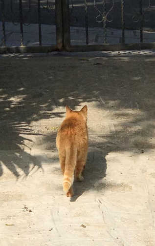 牛牛游戏